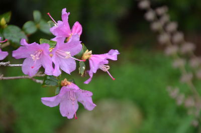 Close-up of pink flowering plant