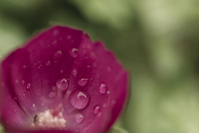 Close-up of water drops on pink flower