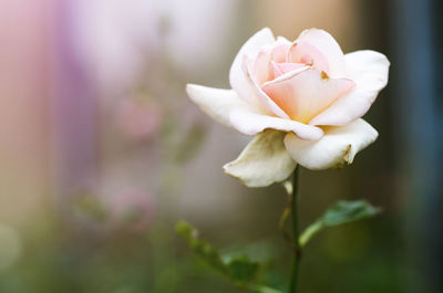 Close-up of flower blooming outdoors