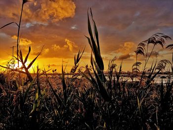 Close-up of stalks against sunset sky