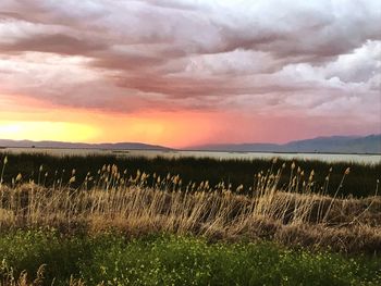 Scenic view of field against sky during sunset