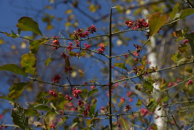 Close-up of fruits on tree