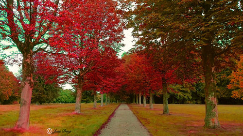 Red autumn trees