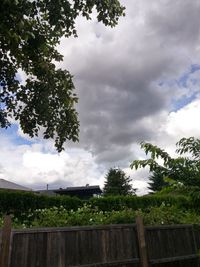 Trees against cloudy sky