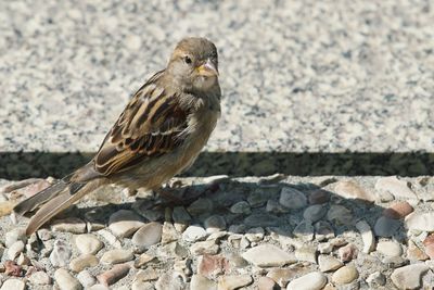 Close-up of bird perching on rock