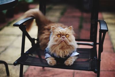 Close-up of kitten sitting on table