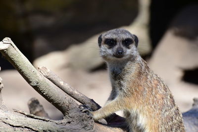 Portrait of an animal sitting on branch in zoo