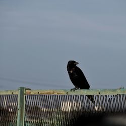 Bird perching on railing against clear sky