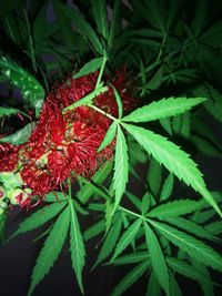 Close-up of red plant