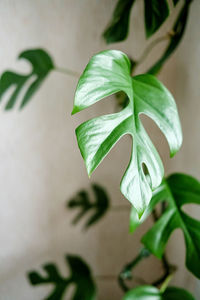 Close-up of plant against wall