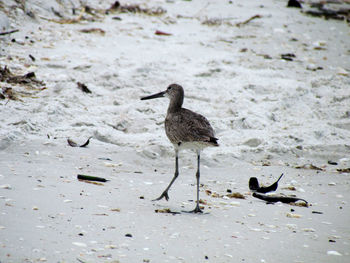 Bird perching on sand at beach