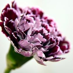 Close-up of pink flower