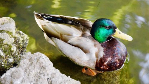 High angle view of mallard duck swimming on lake