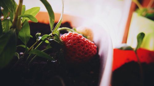 Close-up of strawberry on plant