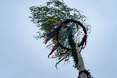 Low angle view of flowering plant against clear sky