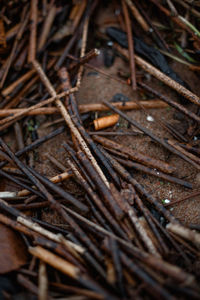 High angle view of dried plant on field