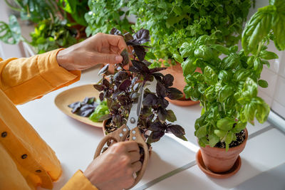 Cropped hand of woman holding food