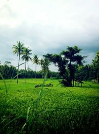 Scenic view of agricultural field against sky