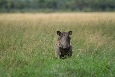 Portrait of an animal on grass