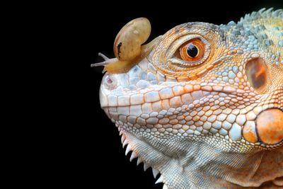 Close-up of an animal over black background