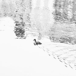 Birds swimming in lake during winter