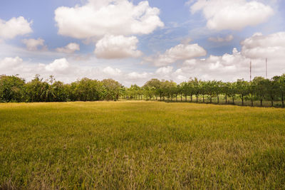 Scenic view of field against sky