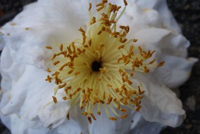 Close-up of white flowers