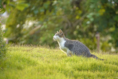 Cat sitting on field