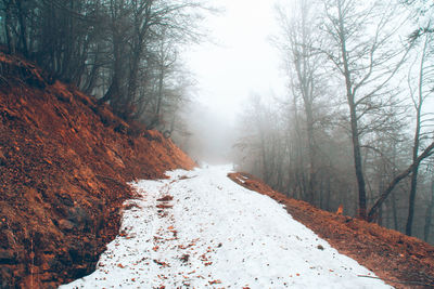 Road amidst trees during winter