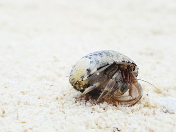 Close-up of shell on sand