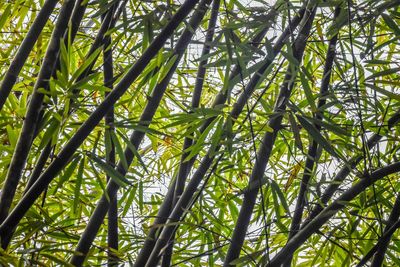 Low angle view of bamboo trees in forest
