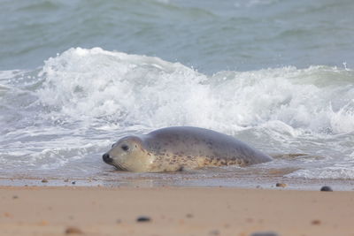 View of fish on beach