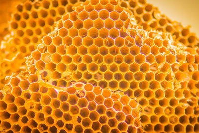 Close-up of bee on the wall