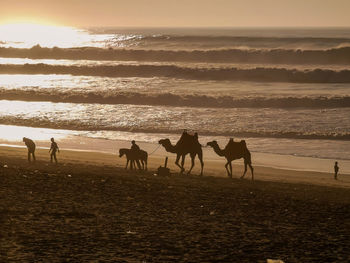 Silhouette camels and people on beach against sky during sunset