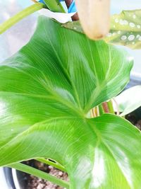 Close-up of leaves