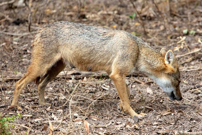 Fox standing on field