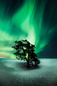 Tree on snow covered land against sky at night