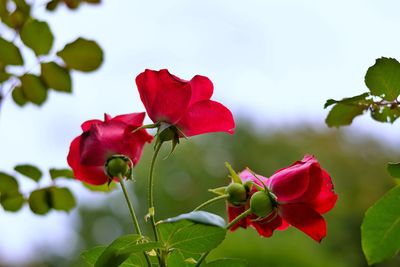 Close-up of red rose plant