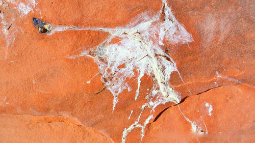 Directly above view of bird droppings on rock