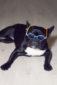 Young fashionable in sunglasses colored glasses dog black french bulldog stands on the floor