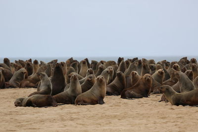 Herd of seals resting on sand at beach