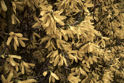 Close-up of yellow flowering plant leaves