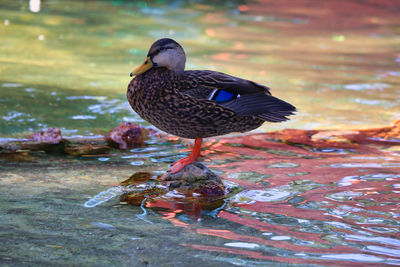 Bird perching on a lake, on a rock