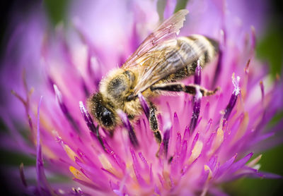 Close-up of bee pollinating on pink flower