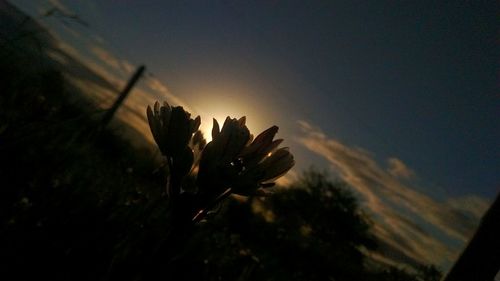 Silhouette plants growing against sky