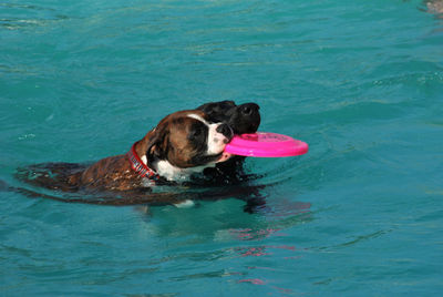 Dog in swimming pool