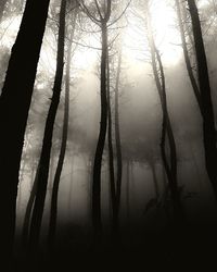 Trees in forest against sky