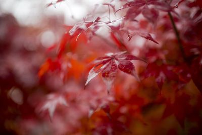 Close-up of leaves on branch