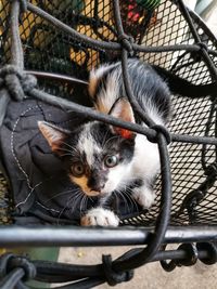 High angle view of kitten in cage