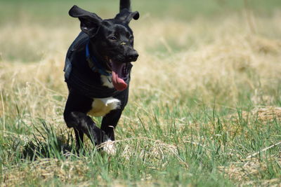 Dog running on grass